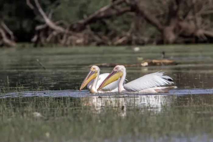 Framed Print : White Pelicans at Lake Kerkini Northern Greece