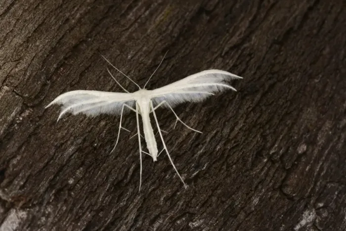 Framed Print : White Plume Moth (Pterophorus pentadactyla) adult, resting on bark, Oxfordshire, England, July Framed Print : White Plume Moth (Pterophorus pentadactyla) adult, resting on bark, Oxfordshire, England, July