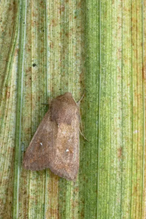 Framed Print : White-point Moth (Mythimna albipuncta) adult, resting on leaf, Essex, England Framed Print : White-point Moth (Mythimna albipuncta) adult, resting on leaf, Essex, England