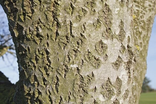White Poplar (Populus alba) close-up of bark, Wickham Skeith, Suffolk, England, october