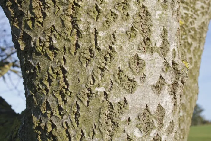 Framed Print : White Poplar (Populus alba) close-up of bark, Wickham Skeith, Suffolk, England, october Framed Print : White Poplar (Populus alba) close-up of bark, Wickham Skeith, Suffolk, England, october