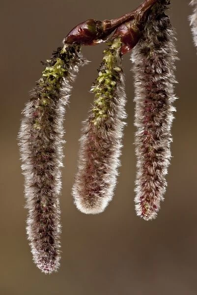 White Poplar (Populus alba) close-up of catkins, Spain, March