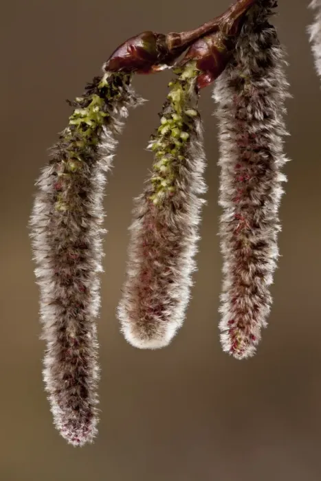Framed Print : White Poplar (Populus alba) close-up of catkins, Spain, March Framed Print : White Poplar (Populus alba) close-up of catkins, Spain, March