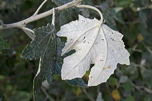 White Poplar (Populus alba) close-up of leaf underside, growing in hedgerow, Mendlesham, Suffolk, England, September