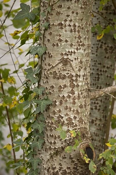 White Poplar (Populus alba) close-up of trunk, with Common Ivy (Hedera helix), Dordogne, France, November