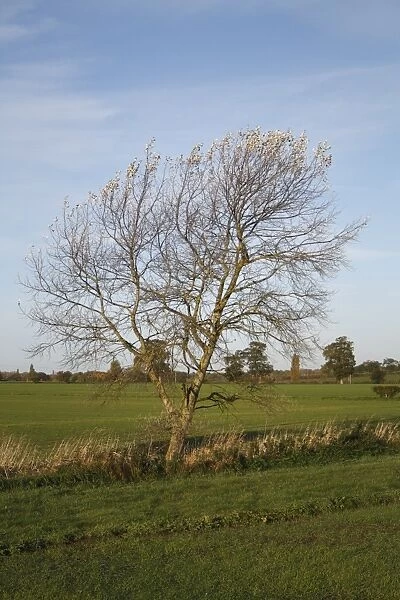 White Poplar (Populus alba) habit, growing at edge of field in arable farmland, Wickham Skeith, Suffolk, England