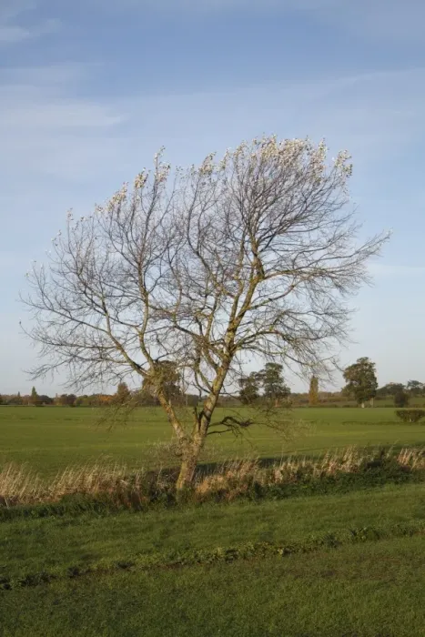 Framed Print : White Poplar (Populus alba) habit, growing at edge of field in arable farmland, Wickham Skeith, Suffolk, England Framed Print : White Poplar (Populus alba) habit, growing at edge of field in arable farmland, Wickham Skeith, Suffolk, England