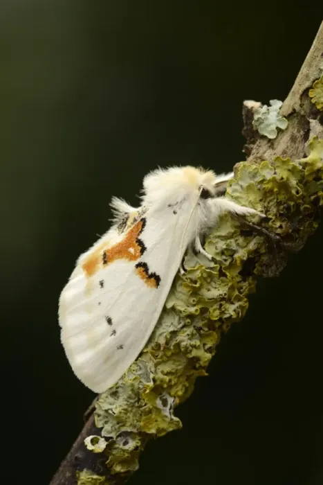 Framed Print : White Prominent (Leucodonta bicoloria) adult, resting on lichen covered twig (captive bred) Framed Print : White Prominent (Leucodonta bicoloria) adult, resting on lichen covered twig (captive bred)