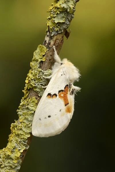 White Prominent (Leucodonta bicoloria) adult, resting on lichen covered twig (captive bred)