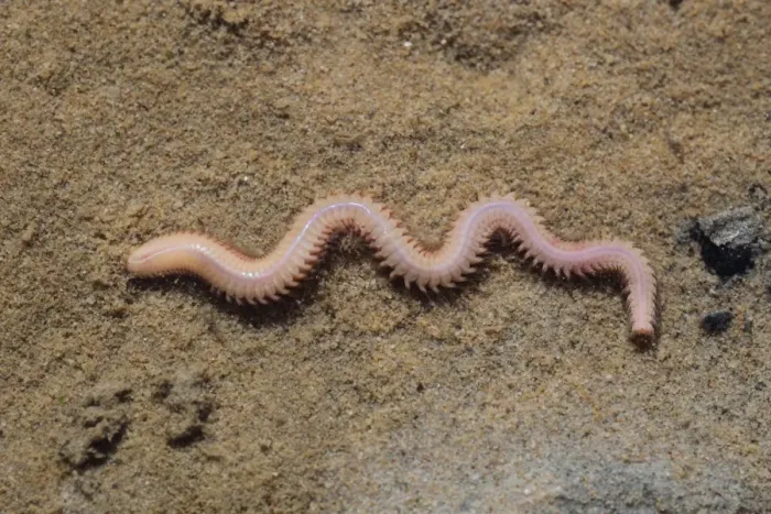 Framed Print : White Ragworm (Nephthys hombergii) adult, on sand, Poole Harbour, Dorset, England, April Framed Print : White Ragworm (Nephthys hombergii) adult, on sand, Poole Harbour, Dorset, England, April