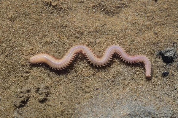White Ragworm (Nephthys hombergii) adult, on sand, Poole Harbour, Dorset, England, April