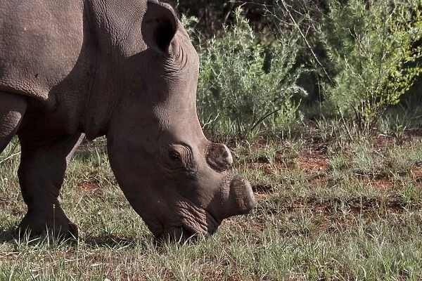White Rhino with horns removed as an anti poaching measure - South Africa
