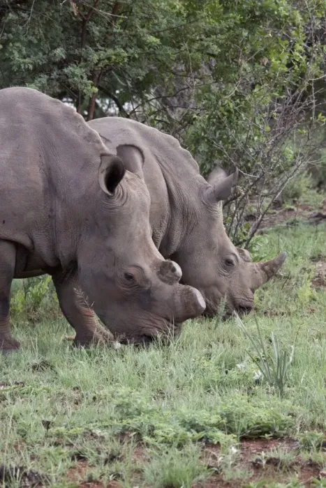 Framed Print : White Rhino one with horns removed as an anti poaching measure - South Africa Framed Print : White Rhino one with horns removed as an anti poaching measure - South Africa