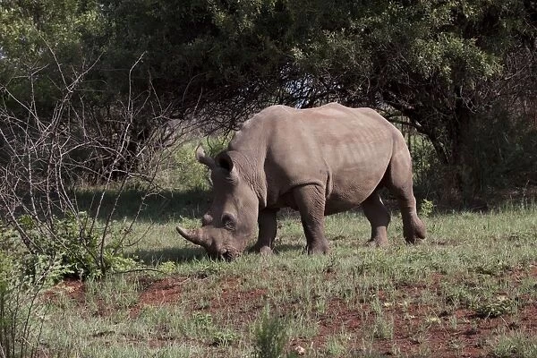 White Rhino at Rietvlei Nature Reserve, South Africa