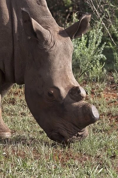 White Rhino showing horns removed, an anti poaching aid