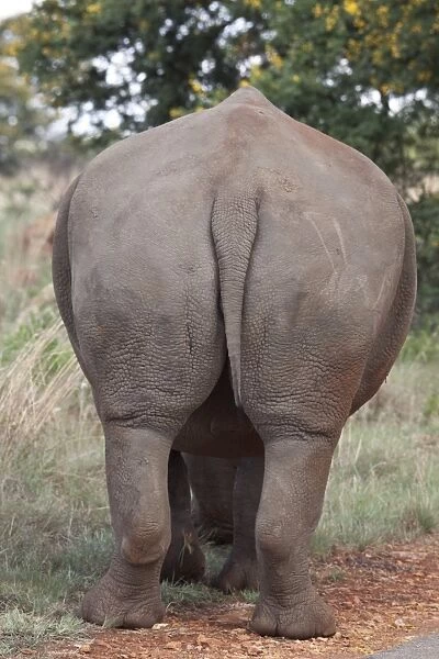 White Rhino tail. Rietvlei Nature Reserve, South Africa