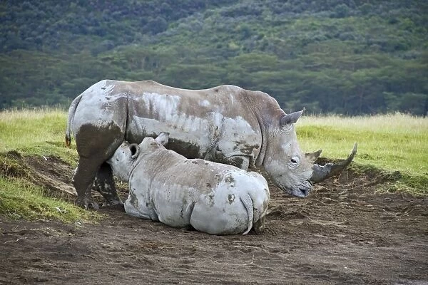 White Rhinoceros (Ceratotherium simum) adult female with calf, suckling, Lake Nakuru N. P