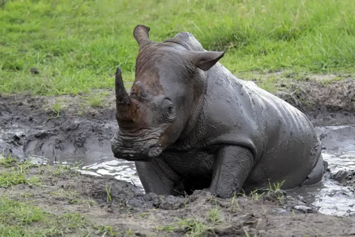 Framed Print : White Rhinoceros (Ceratotherium simum) adult, wallowing in muddy pool, Sabi Sabi Game Reserve, Kruger N. P. South Africa Framed Print : White Rhinoceros (Ceratotherium simum) adult, wallowing in muddy pool, Sabi Sabi Game Reserve, Kruger N. P. South Africa