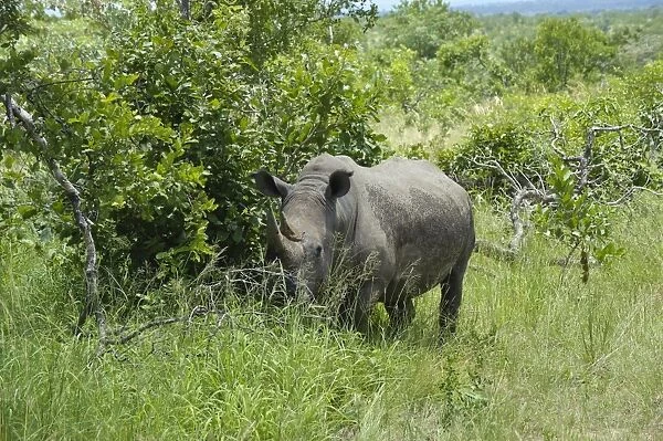 White Rhinoceros (Ceratotherium simum) adult, standing in long grass, Kruger N. P. Mpumalanga, South Africa