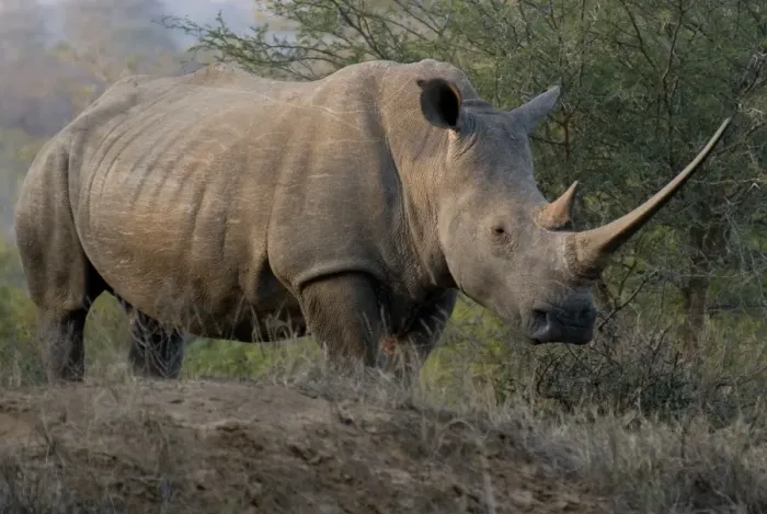 Framed Print : White Rhinoceros (Ceratotherium simum) adult, with exceptionally long horn, Hluhluwe-Umfolozi N. P Framed Print : White Rhinoceros (Ceratotherium simum) adult, with exceptionally long horn, Hluhluwe-Umfolozi N. P