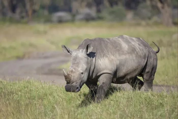 Framed Print : White Rhinoceros (Ceratotherium simum) adult, walking in savannah, Lake Nakuru N. P. Great Rift Valley, Kenya, August