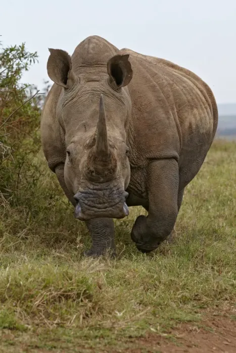 Framed Print : White Rhinoceros (Ceratotherium simum) adult, walking on grass, Tala Reserve, KwaZulu-Natal Province, South Africa Framed Print : White Rhinoceros (Ceratotherium simum) adult, walking on grass, Tala Reserve, KwaZulu-Natal Province, South Africa