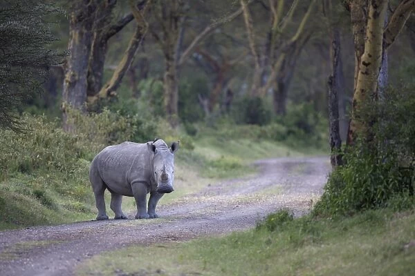 White Rhinoceros (Ceratotherium simum) adult, standing on track in woodland habitat, Lake Nakuru N. P