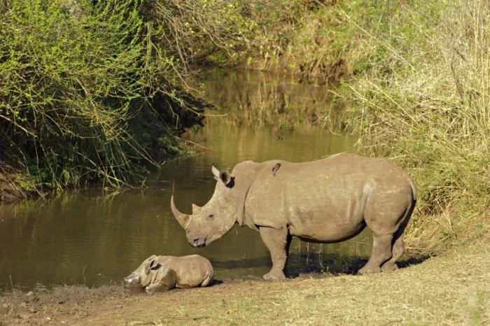 Framed Print : White Rhinoceros (Ceratotherium simum) adult female, standing guard over sleeping calf at edge of waterhole, with Red-billed Oxpeckers (Buphagus erythrorhynchus), South Africa Framed Print : White Rhinoceros (Ceratotherium simum) adult female, standing guard over sleeping calf at edge of waterhole, with Red-billed Oxpeckers (Buphagus erythrorhynchus), South Africa
