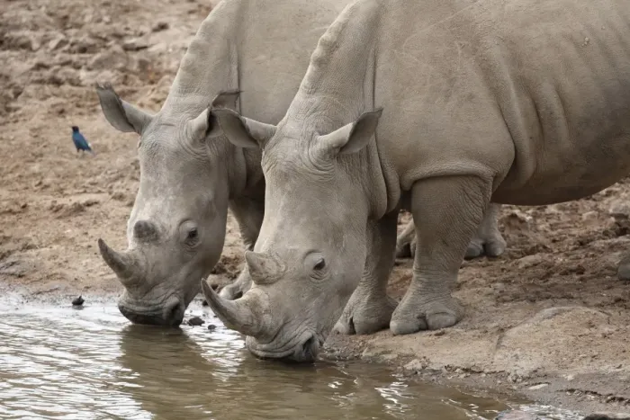 Framed Print : White Rhinoceros (Ceratotherium simum) two adults, drinking at waterhole, Pilanesberg N. P. North West Province, South Africa Framed Print : White Rhinoceros (Ceratotherium simum) two adults, drinking at waterhole, Pilanesberg N. P. North West Province, South Africa