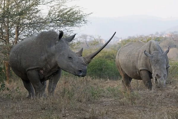 White Rhinoceros (Ceratotherium simum) two adults, one with exceptionally long horn, Hluhluwe-Umfolozi N. P