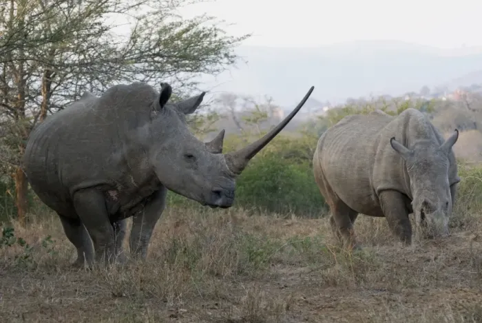Framed Print : White Rhinoceros (Ceratotherium simum) two adults, one with exceptionally long horn, Hluhluwe-Umfolozi N. P Framed Print : White Rhinoceros (Ceratotherium simum) two adults, one with exceptionally long horn, Hluhluwe-Umfolozi N. P