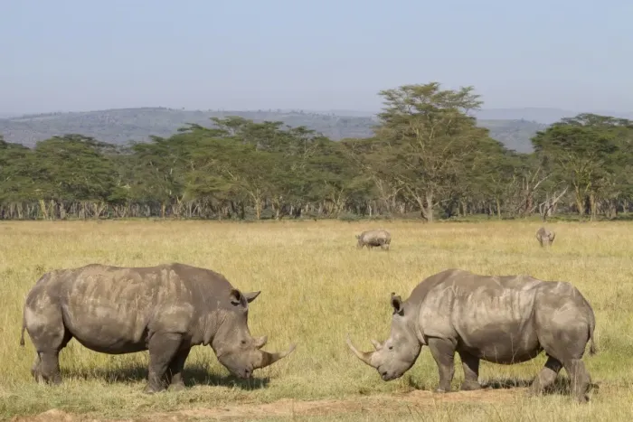 Framed Print : White Rhinoceros (Ceratotherium simum) four adults, grazing in savannah habitat, Lake Nakuru N. P