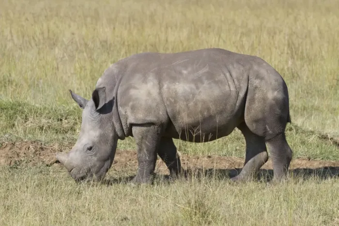 Framed Print : White Rhinoceros (Ceratotherium simum) calf, grazing in savannah, Lake Nakuru N. P. Great Rift Valley, Kenya, August Framed Print : White Rhinoceros (Ceratotherium simum) calf, grazing in savannah, Lake Nakuru N. P. Great Rift Valley, Kenya, August