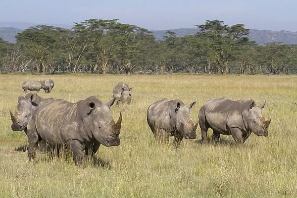 White Rhinoceros (Ceratotherium simum) group, standing in savannah habitat, Lake Nakuru N. P