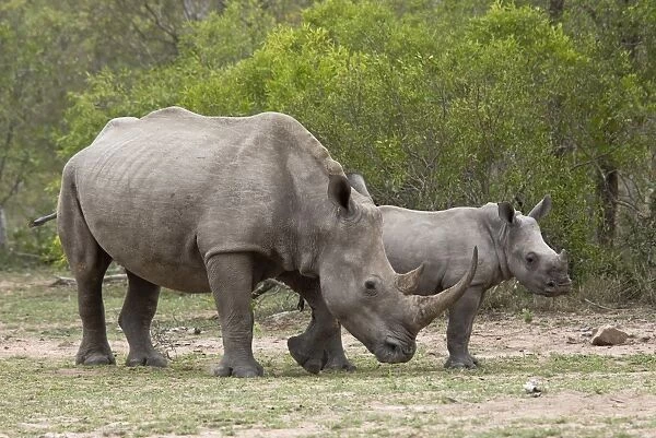 White Rhinoceros (Ceratotherium simum simum) adult female and calf, Kruger N. P