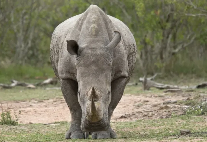 Framed Print : White Rhinoceros (Ceratotherium simum simum) adult, standing, Kruger N. P. Great Limpopo Transfrontier Park Framed Print : White Rhinoceros (Ceratotherium simum simum) adult, standing, Kruger N. P. Great Limpopo Transfrontier Park
