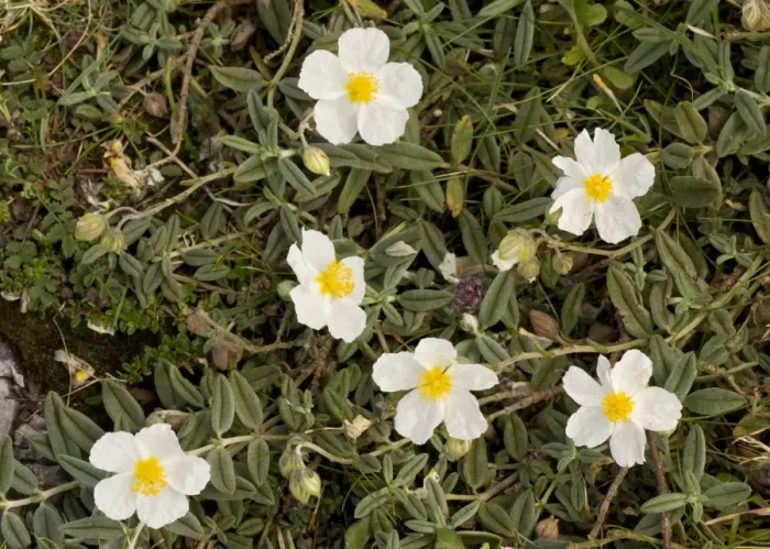 Framed Print : White Rock-rose (Helianthemum apenninum) flowering, Berry Head N. N. R. Torbay, Devon, England, July Framed Print : White Rock-rose (Helianthemum apenninum) flowering, Berry Head N. N. R. Torbay, Devon, England, July