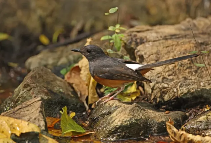 Framed Print : White-rumped Shama (Copsychus malabaricus interpositus) adult female, standing on rock beside forest pool, Kaeng Krachan N. P. Thailand, february