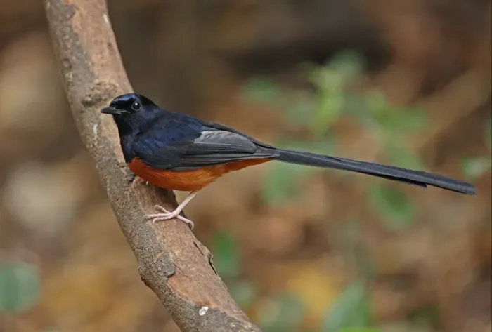 Framed Print : White-rumped Shama (Copsychus malabaricus interpositus) adult male, perched on branch, Kaeng Krachan N. P. Thailand, february Framed Print : White-rumped Shama (Copsychus malabaricus interpositus) adult male, perched on branch, Kaeng Krachan N. P. Thailand, february