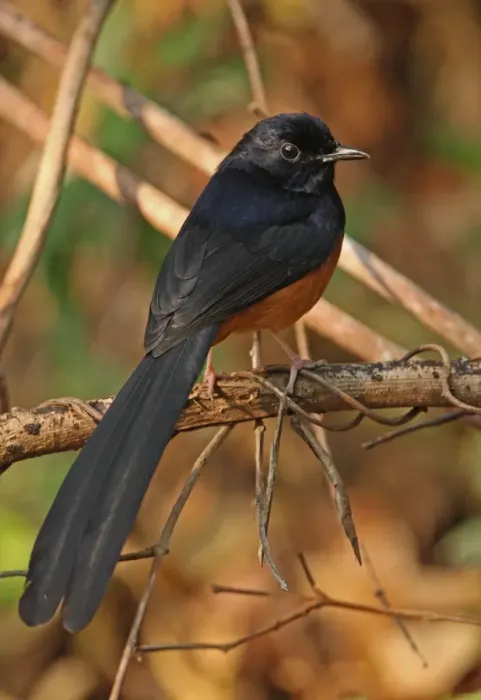 Framed Print : White-rumped Shama (Copsychus malabaricus interpositus) adult male, perched on twig, Kaeng Krachan N. P. Thailand, february Framed Print : White-rumped Shama (Copsychus malabaricus interpositus) adult male, perched on twig, Kaeng Krachan N. P. Thailand, february