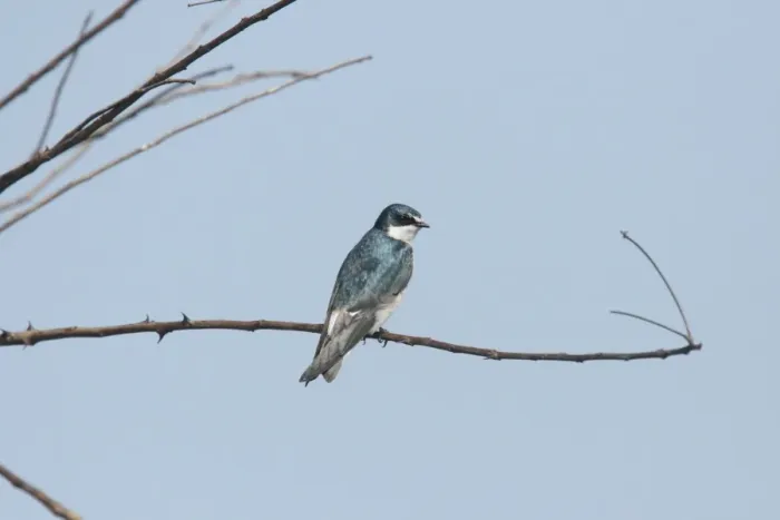 Framed Print : White-rumped Swallow (Tachycineta leucorrhoa) adult, perched on twig, Argentina, september Framed Print : White-rumped Swallow (Tachycineta leucorrhoa) adult, perched on twig, Argentina, september