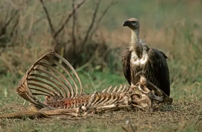 Framed Print : White-rumped Vulture (Gyps bengalensis) adult, feeding at cattle carcass, India Framed Print : White-rumped Vulture (Gyps bengalensis) adult, feeding at cattle carcass, India