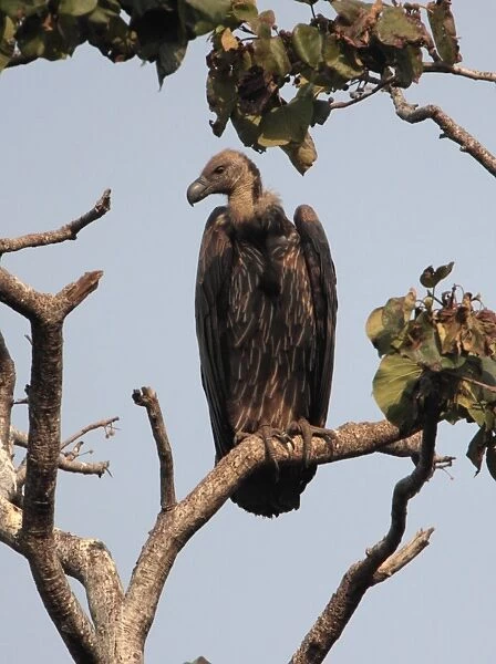 White-rumped Vulture (Gyps bengalensis) adult, perched on branch, Corbett N. P. Uttarakhand, India, february