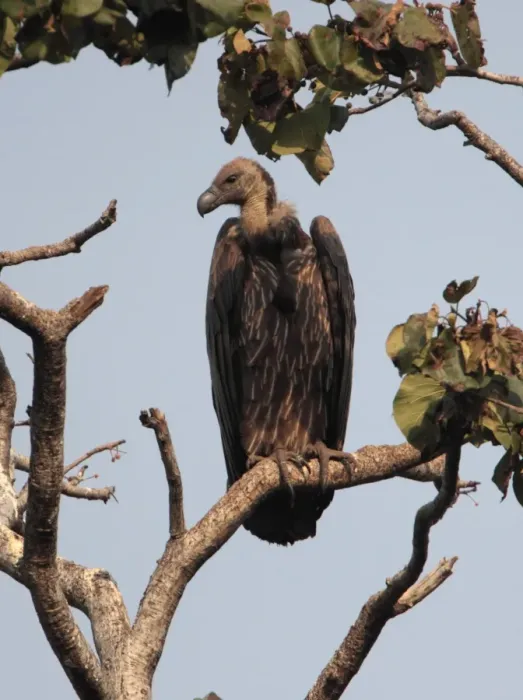 Framed Print : White-rumped Vulture (Gyps bengalensis) adult, perched on branch, Corbett N. P. Uttarakhand, India, february Framed Print : White-rumped Vulture (Gyps bengalensis) adult, perched on branch, Corbett N. P. Uttarakhand, India, february