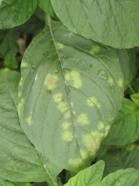 White rust, Albugo bliti, blisters on the upper surface of amaranth or pigweed leaves, Amaranthus retroflexus