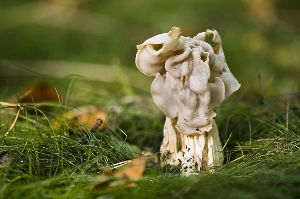 White Saddle (Helvella crispa) fruiting body, growing in grass, Clumber Park, Nottinghamshire, England, october