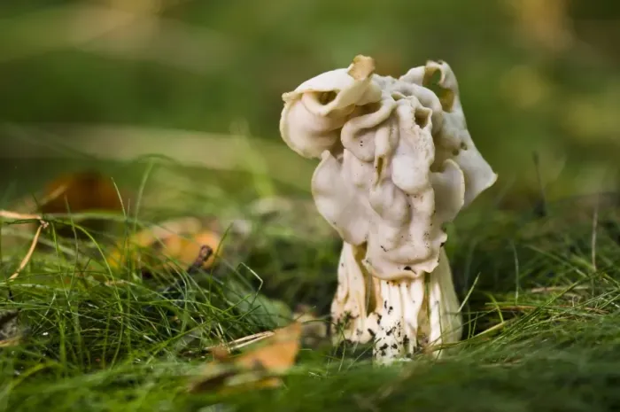 Framed Print : White Saddle (Helvella crispa) fruiting body, growing in grass, Clumber Park, Nottinghamshire, England, october Framed Print : White Saddle (Helvella crispa) fruiting body, growing in grass, Clumber Park, Nottinghamshire, England, october