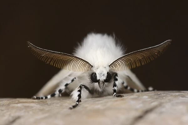 White Satin Moth (Leucoma salicis) adult male, showing antennae, resting on birch bark, Oxfordshire, England, July