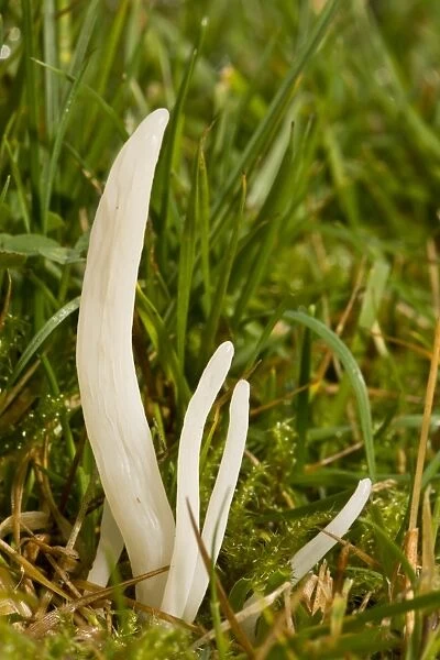 White Spindles (Clavaria fragilis) fruiting bodies, growing in acid grassland, Quantock Hills, Somerset, England, november