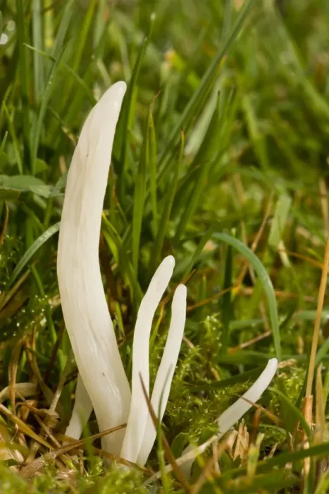 Framed Print : White Spindles (Clavaria fragilis) fruiting bodies, growing in acid grassland, Quantock Hills, Somerset, England, november